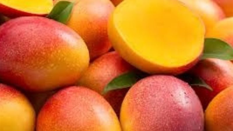 أسعار المانجو