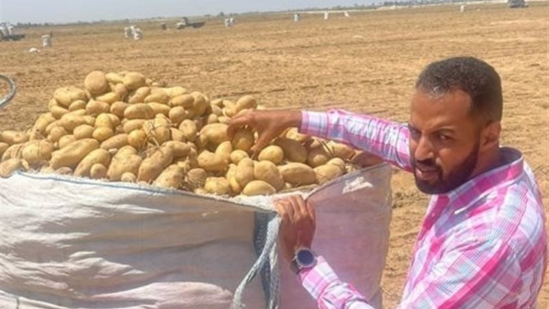 البطاطس المصرية
