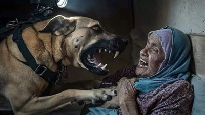 كأنه «فيلم رعب»، كلب إسرائيلي ينهش مسنة فلسطينية رفضت ترك منزلها (فيديو)