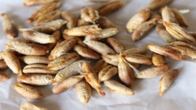 نوى بلح